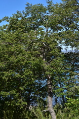 Nothofagus obliqua