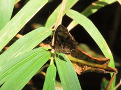 Panyapedaliodes drymaea