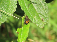 Eristalis bogotensis