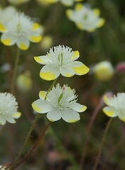 Platystemon californicus