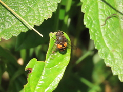 Eristalis bogotensis