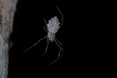 Herennia multipuncta