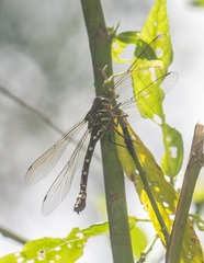 Austroaeschna pulchra