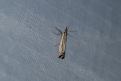 Raphiptera argillaceellus