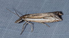 Raphiptera argillaceellus