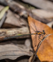 Austroargiolestes amabilis