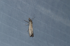 Raphiptera argillaceellus