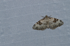 Xanthorhoe iduata