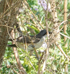 Coccyzus melacoryphus