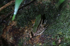 Odorrana chloronota