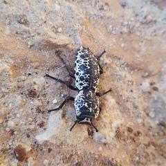 Zopherus nodulosus nodulosus