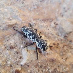 Zopherus nodulosus nodulosus