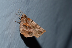Selenia alciphearia