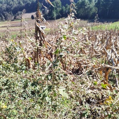 Kearnemalvastrum lacteum