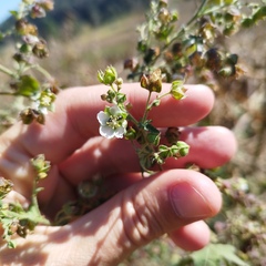Kearnemalvastrum lacteum
