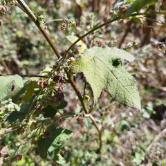 Kearnemalvastrum lacteum