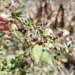 Kearnemalvastrum lacteum
