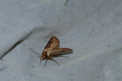 Agrotis volubilis