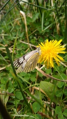 Tatochila
