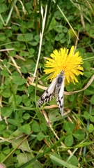 Tatochila