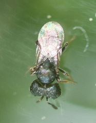 Cratomus megacephalus
