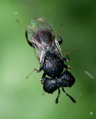 Cratomus megacephalus