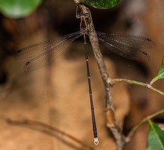 Episynlestes albicaudus