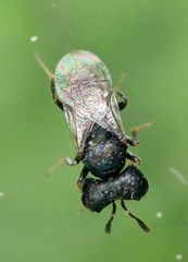 Cratomus megacephalus