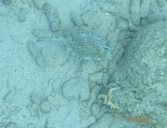 Acanthostracion polygonium