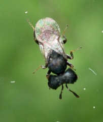 Cratomus megacephalus