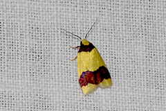 Heterallactis microchrysa