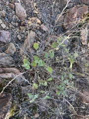 Ambrosia cordifolia