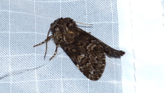 Lasionycta taigata