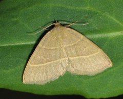 Trisateles emortualis