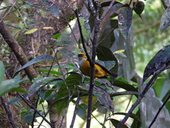 Tangara icterocephala