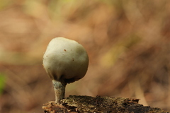 Psilocybe weraroa
