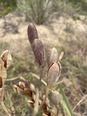 Gladiolus gueinzii