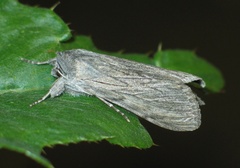 Cucullia lactucae