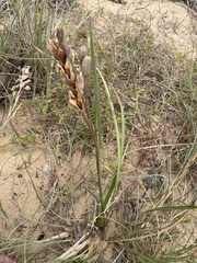Gladiolus gueinzii