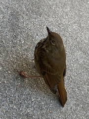 Catharus guttatus