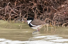 Erythrogonys cinctus