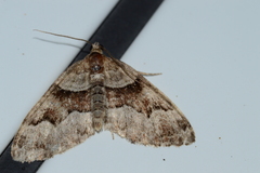 Xanthorhoe lacustrata