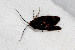 Pycnocera hypoxantha