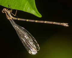 Episynlestes albicaudus