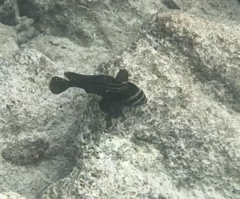 Eques punctatus