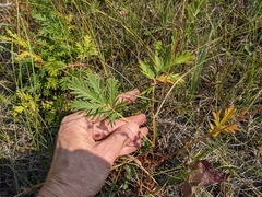 Potentilla litoralis