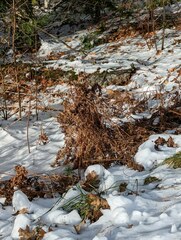 Pteridium aquilinum latiusculum