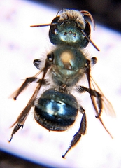 Osmia simillima