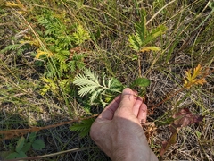 Potentilla litoralis