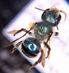Osmia simillima